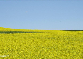 鴜鹭湖梯田花海