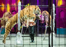 五国欢乐大马戏