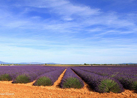 谷里薰衣草庄园