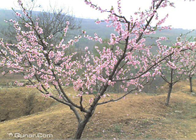 桃花谷红色风景区
