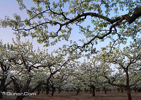 琉璃河万亩梨园