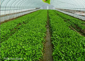 一号农场蓝莓音乐节