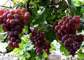 通州区安龙庄园采摘园