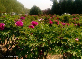 北京怀柔桥梓牡丹园