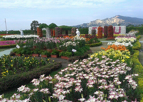 中社觀光花市