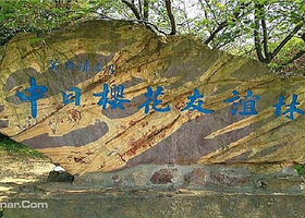 中日樱花友谊林