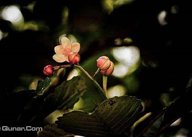 辛哈拉加森林保护区