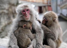 高崎山自然动物园