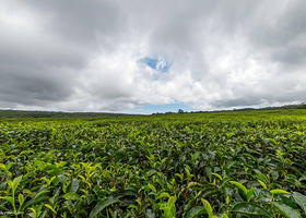 毛里求斯茶园