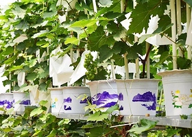 杨庄葡萄盆景采摘试验基地