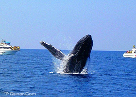 冲绳出海赏鲸半日游