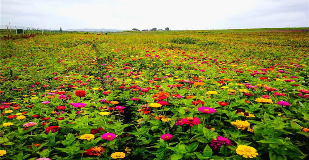 八珠花海门票(不限人群)