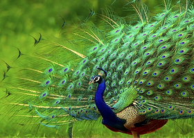 温州长脖鹿农业博览园