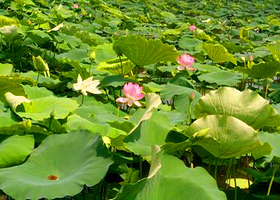 峨眉山圣地莲花生态谷