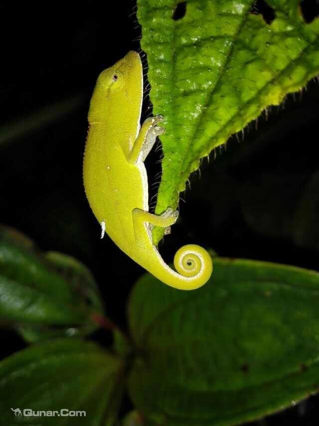 昂达西贝国家森林保护区