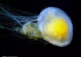 长沙美之海水母花园