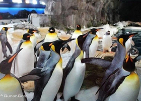 凯利达顿南极水族馆