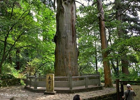 天目山大树王景区