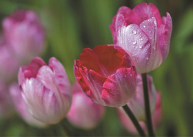 北大荒鹤城鲜花港