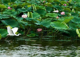 中信嘉丽泽荷花湖