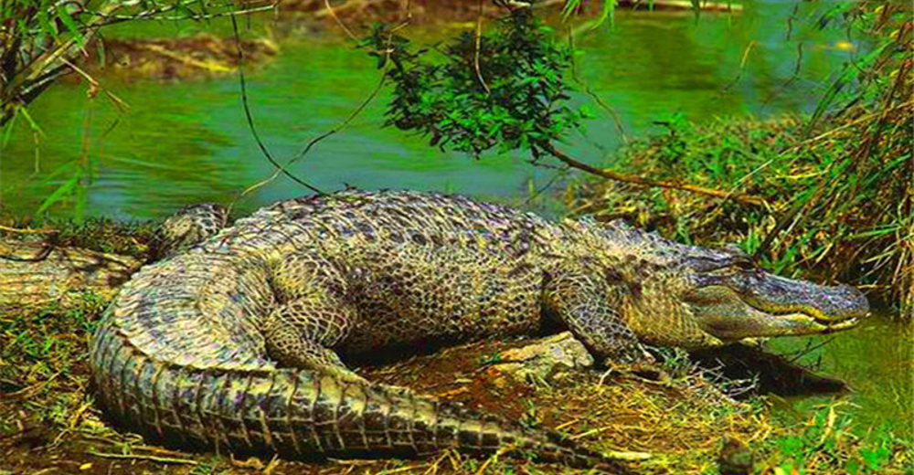 虎鳄农场动物主题公园家庭年卡(2 1)