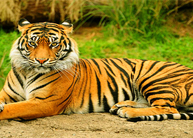 虎鳄农场动物主题公园