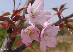 溪河古耕樱花小院