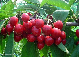 绿之沃大樱桃基地