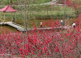 花熳天下（金堂樱花节）