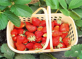 小王国草莓农场