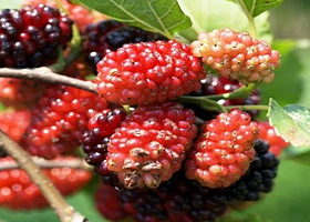 西海永修恒辉桑葚园