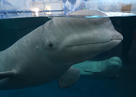 海之恋广场-白鲸剧场