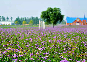 拉维斯薰衣草庄园