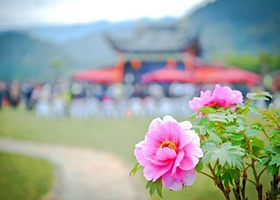 仙居大江南牡丹园