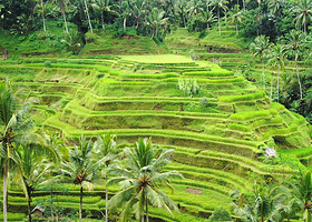 巴厘岛乌布梯田（Tegalalang Rice Terrace）