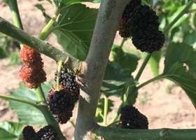 众娃桑葚采摘园