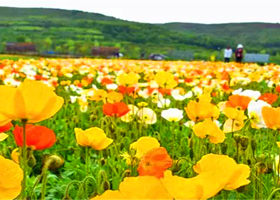 富农花海鲁冰花公园旅游厕所
