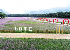 楠溪江普罗旺斯花海