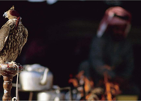 阿拉伯猎鹰市场