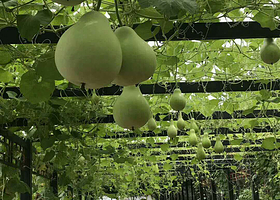 金星葡萄采摘基地