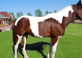 英伦国际马术俱乐部