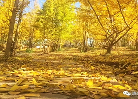 连州心型银杏林