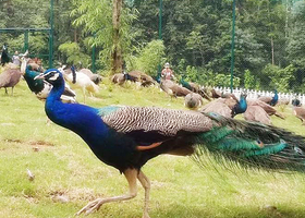 灵峰山森仙动物农场