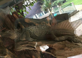 科莫多龙博物馆