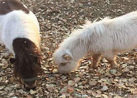 北京彼岸青滩冰雪嘉年华