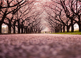 望城大观园新春樱花节