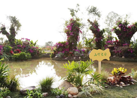 2019年深圳沙井兰花展