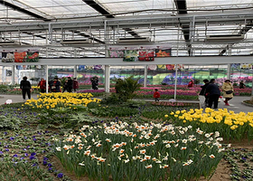 赵全营镇北郎中迎春花展