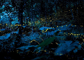 瓜拉雪兰莪萤火虫