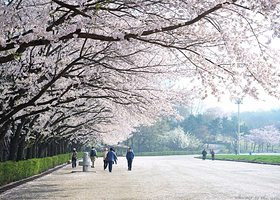 京畿櫻花大道